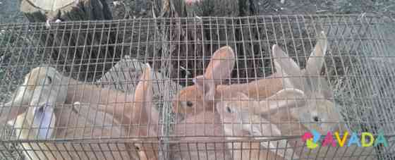 Кролики Каневская