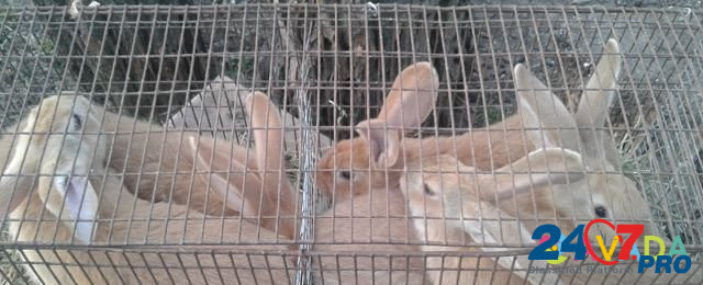 Кролики Каневская - изображение 1
