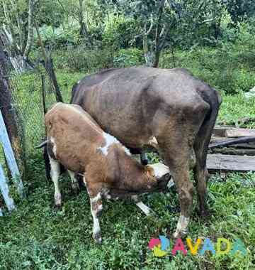 Корова с теленком Карачаевск