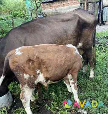 Корова с теленком Karachayevsk