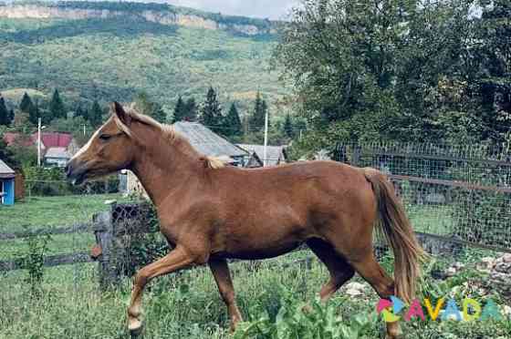 Лошадь Rostov-na-Donu