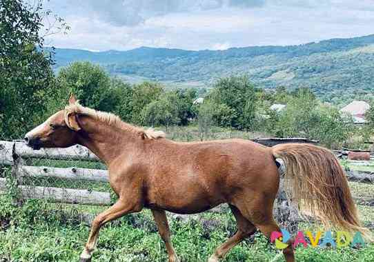 Лошадь Rostov-na-Donu
