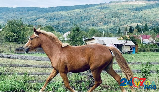 Лошадь Rostov-na-Donu - photo 3