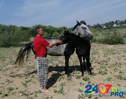 Лошадь Syktyvkar - photo 1