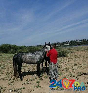 Лошадь Syktyvkar - photo 2