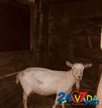 Продам коз Варна - изображение 1