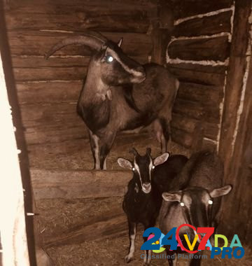 Продам коз Варна - изображение 2