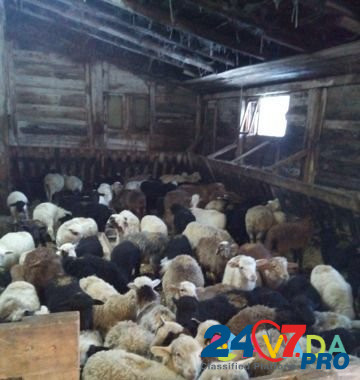Овцы Нижегородская область - изображение 2