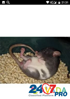 Крысы дамбо дымка Краснодар - изображение 2