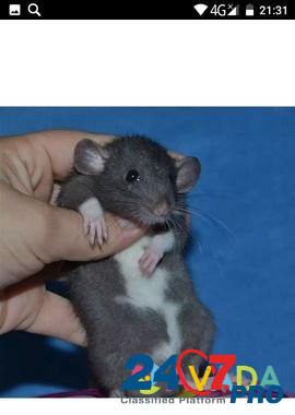 Крысы дамбо дымка Краснодар - изображение 1