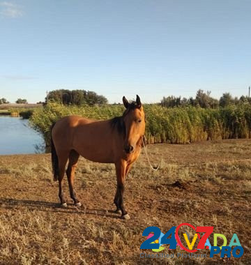 Продаётся лошадь Gorodovikovsk - photo 1