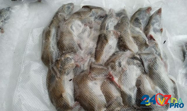 Мыши на корм Nizhniy Novgorod - photo 2