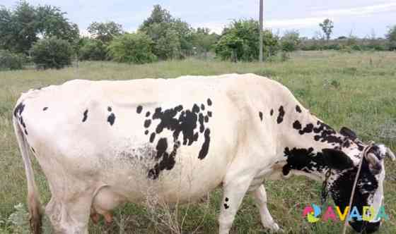 Коровы Temryuk