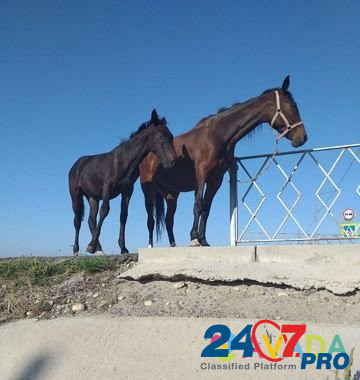 Лошадь Cherkessk - photo 3