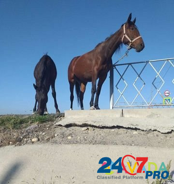 Лошадь Cherkessk - photo 4