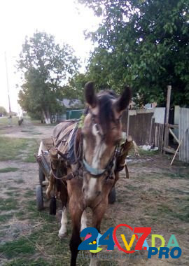 Лошадь Starominskaya - photo 2