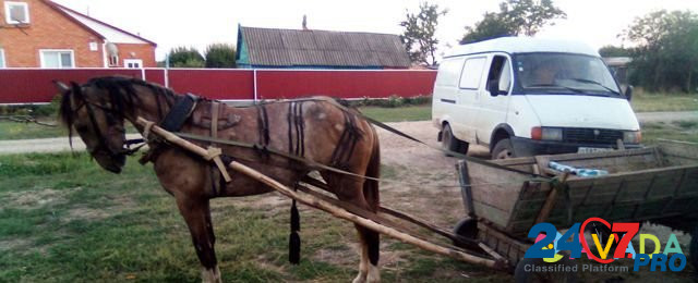 Лошадь Starominskaya - photo 4