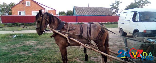 Лошадь Starominskaya - photo 3