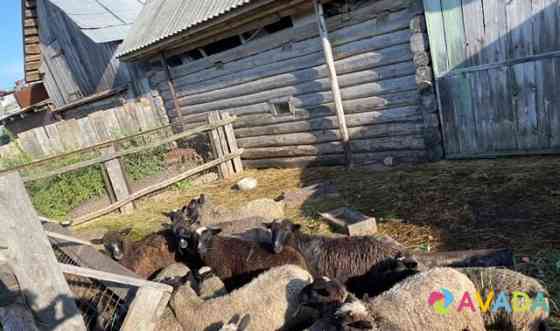 Овцы Kaskara