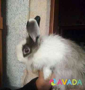 Кролик Yelabuga