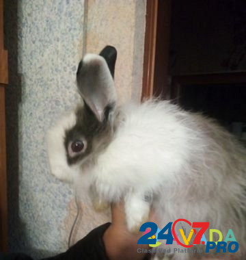 Кролик Yelabuga - photo 1
