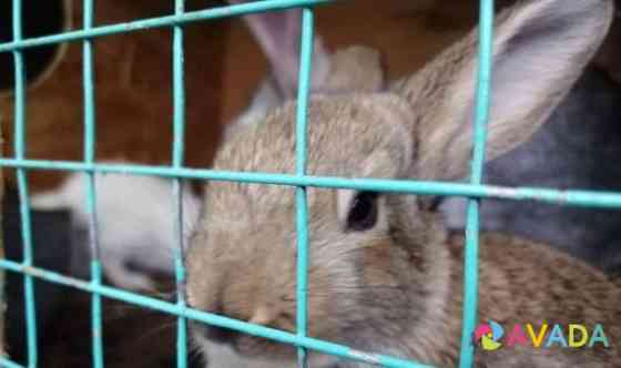 Кролик Orenburg