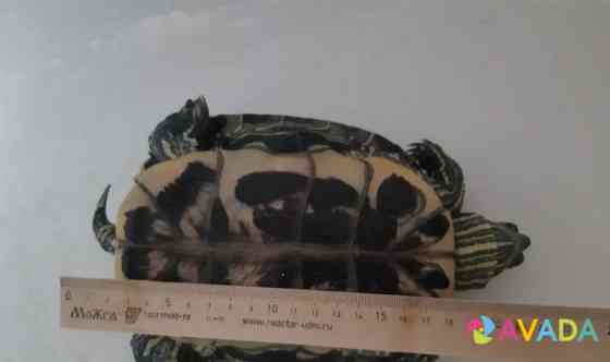 Черепаха Kaluga