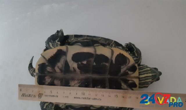 Черепаха Калуга - изображение 3