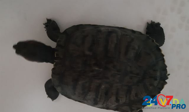 Черепаха Kaluga - photo 1