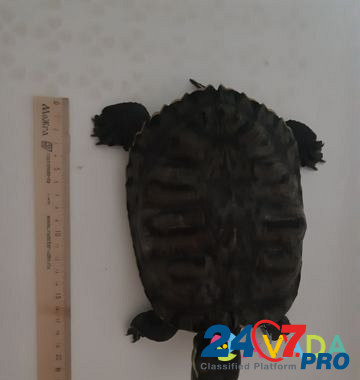 Черепаха Kaluga - photo 2