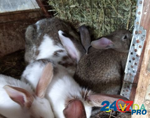 Кролики Staryy Oskol - photo 2