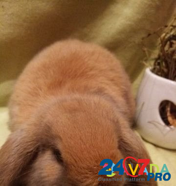 Кролик Ryazan' - photo 3