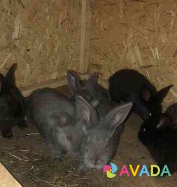Кролики с клеткой Челябинск