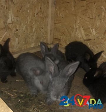 Кролики с клеткой Chelyabinsk - photo 5