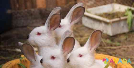 Кролики мясных пород Petrozavodsk
