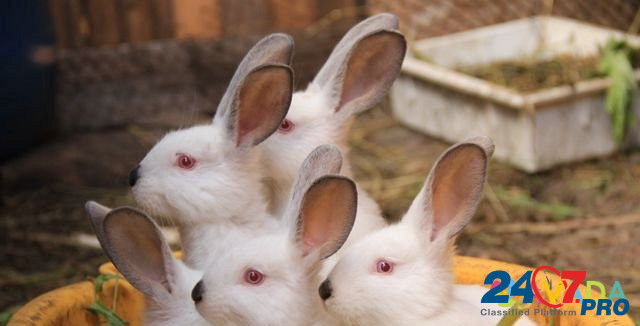 Кролики мясных пород Petrozavodsk - photo 1