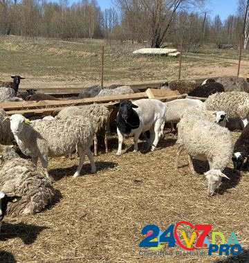 Бараны, овцы Kondrovo - photo 4
