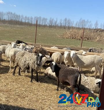 Бараны, овцы Kondrovo - photo 2