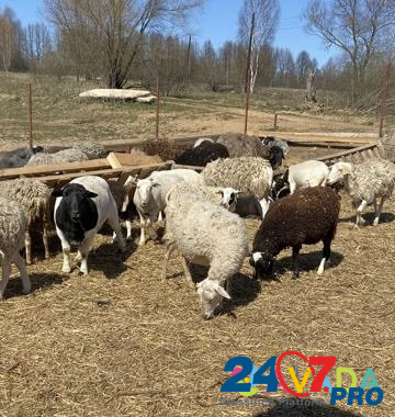 Бараны, овцы Kondrovo - photo 3