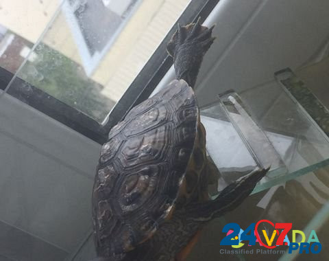 Краснаухая черепаха Kazan' - photo 1