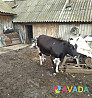 Корова Kuzovatovo
