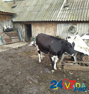 Корова Kuzovatovo - photo 1