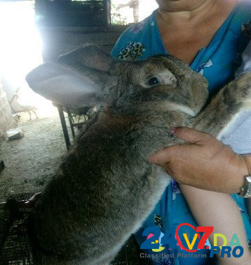 Кролики много Volgodonsk - photo 7