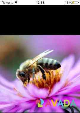 Пчелы и пчелопакеты Kirsanov