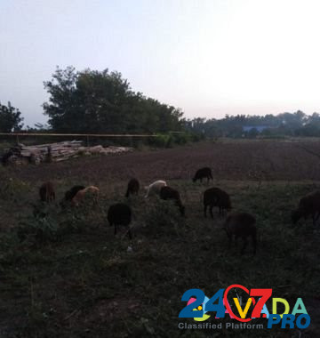 Овцы и телята Abadzekhskaya - photo 1