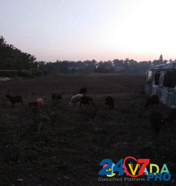 Овцы и телята Abadzekhskaya - photo 5