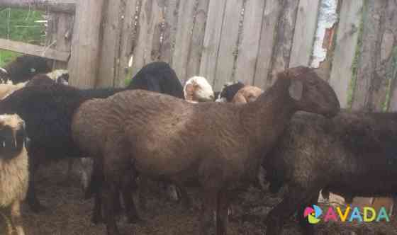 Курдючные овцы Tver