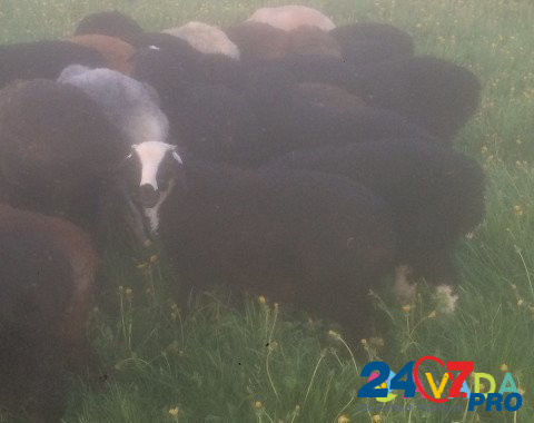Курдючные овцы Tver - photo 3