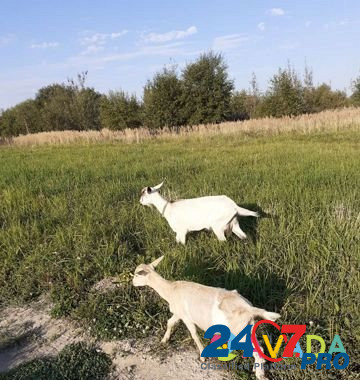 Козы и козлик Lyudinovo - photo 2