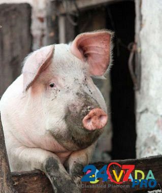 Закупаю свиней, хряков Светлоград - изображение 1